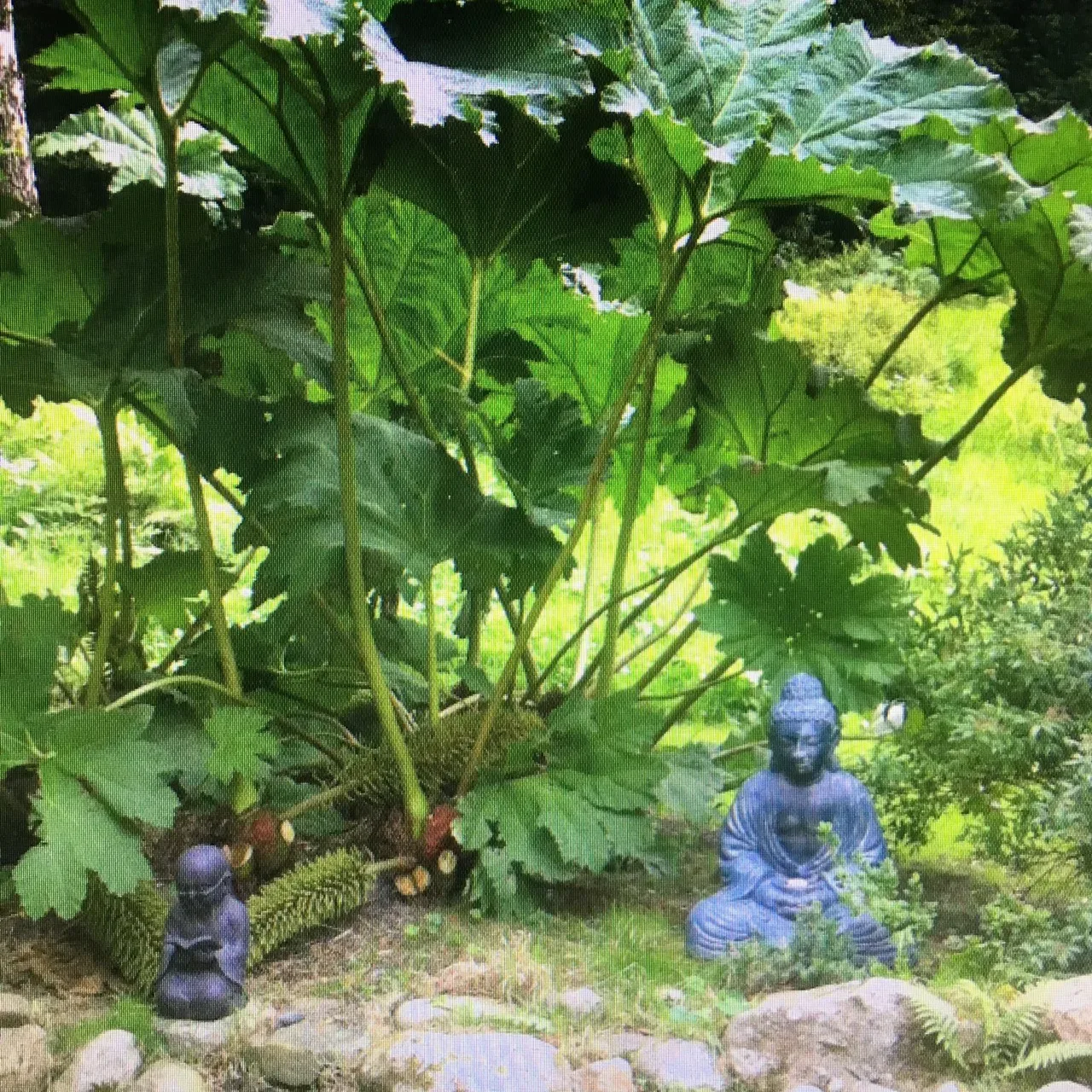 Buddha-Figuren an einem Teich