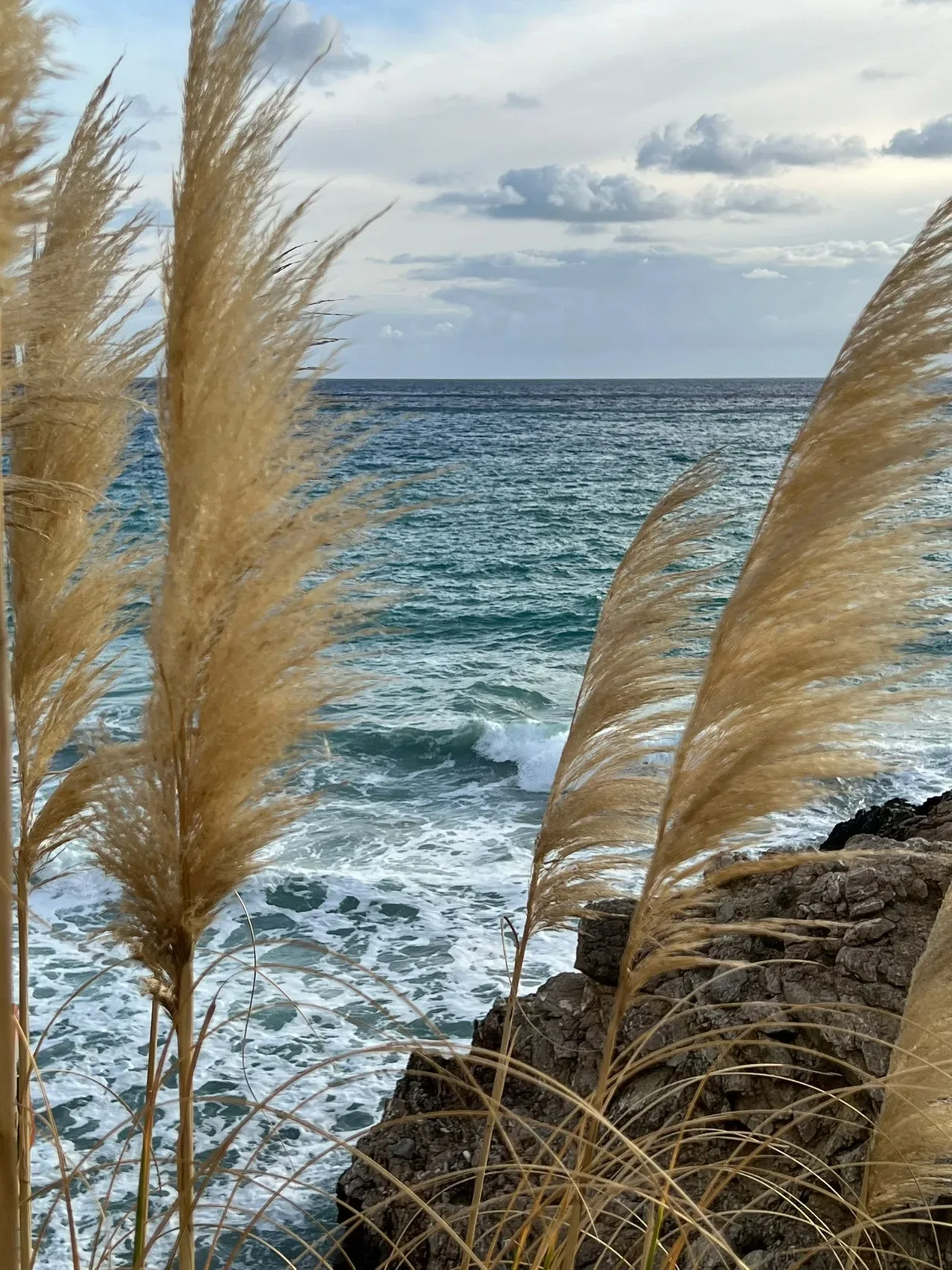 Pampasgras vor dem Meer