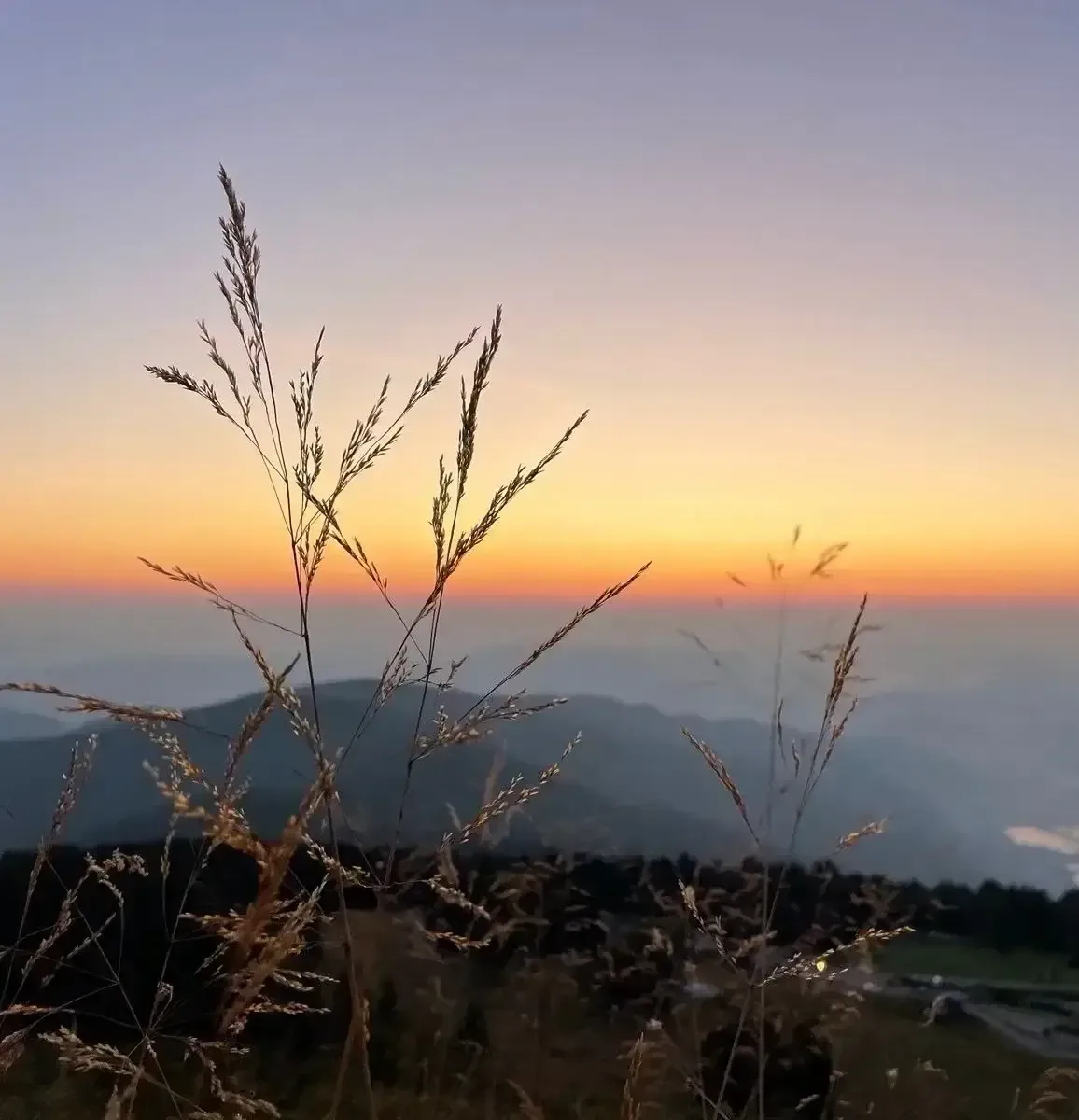 Gräser vor dem Sonnenuntergang in den Bergen